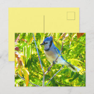 Northern Blue Jay in Tree Nature Custom Postcard