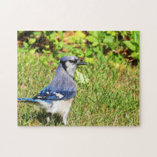 Northern Blue Jay Jigsaw Puzzle