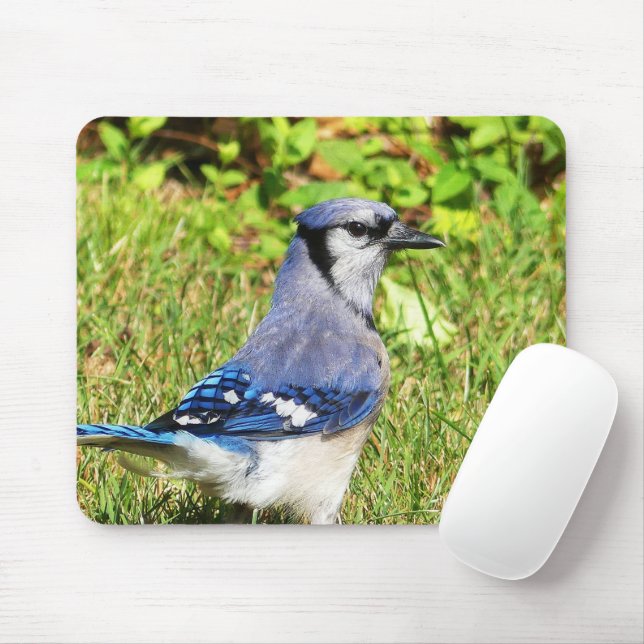 Northern Blue Jay Mouse Mat (With Mouse)