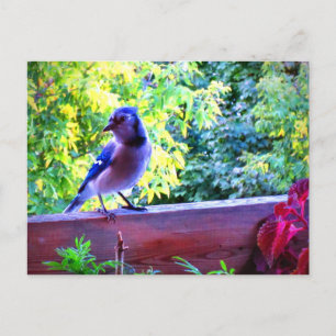 Northern Blue Jay Perching Birds Canada Postcard