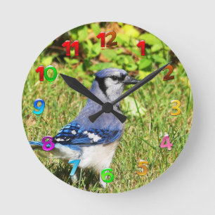 Northern Blue Jay Round Clock