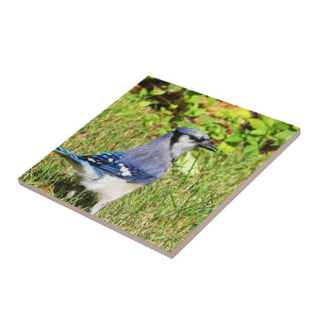 Northern Blue Jay Tile (Side)