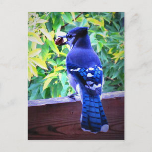 Northern Blue Jay W Peanut Beautiful Blue Feathers Postcard
