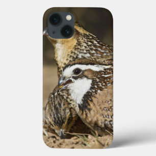 Northern Bobwhite quail babies at pond for drink iPhone 13 Case