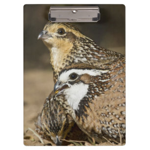Northern Bobwhite quail babies at pond for drink Clipboard