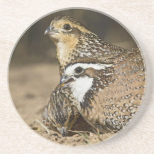 Northern Bobwhite quail babies at pond for drink Coaster