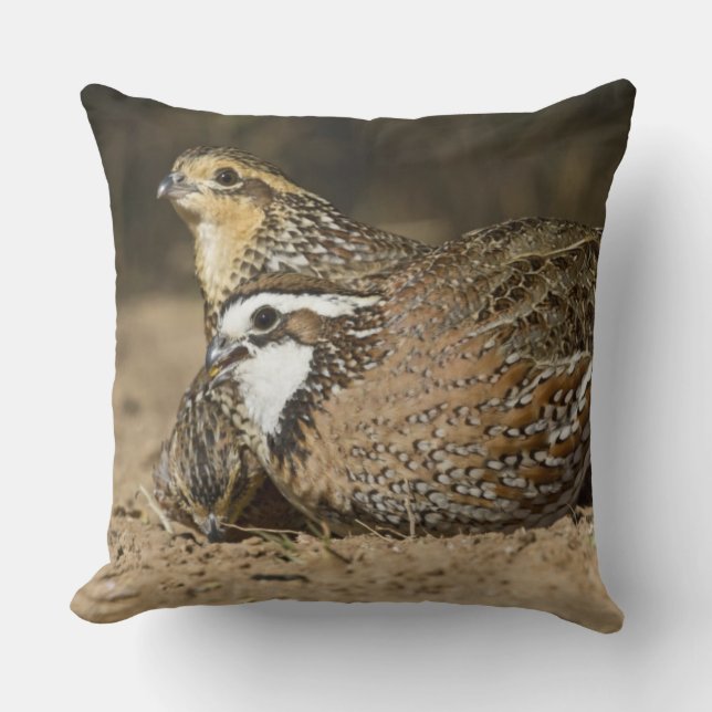Northern Bobwhite quail babies at pond for drink Cushion (Front)