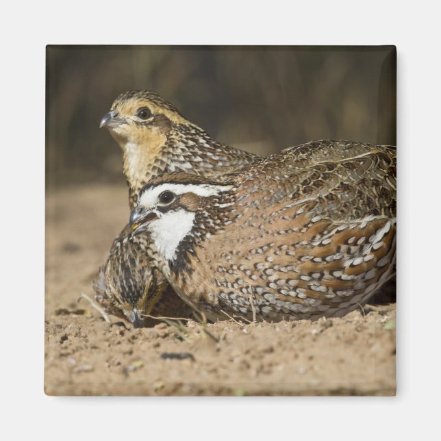 Northern Bobwhite quail babies at pond for drink Magnet (Front)