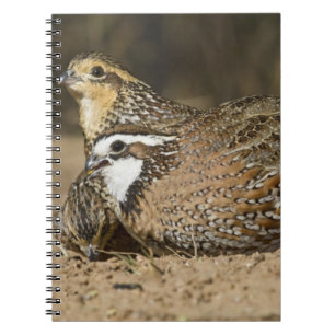 Northern Bobwhite quail babies at pond for drink Notebook