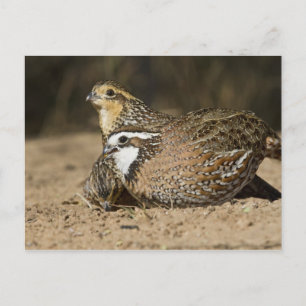 Northern Bobwhite quail babies at pond for drink Postcard