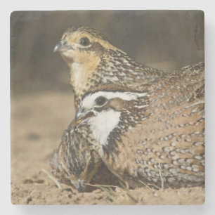 Northern Bobwhite quail babies at pond for drink Stone Coaster