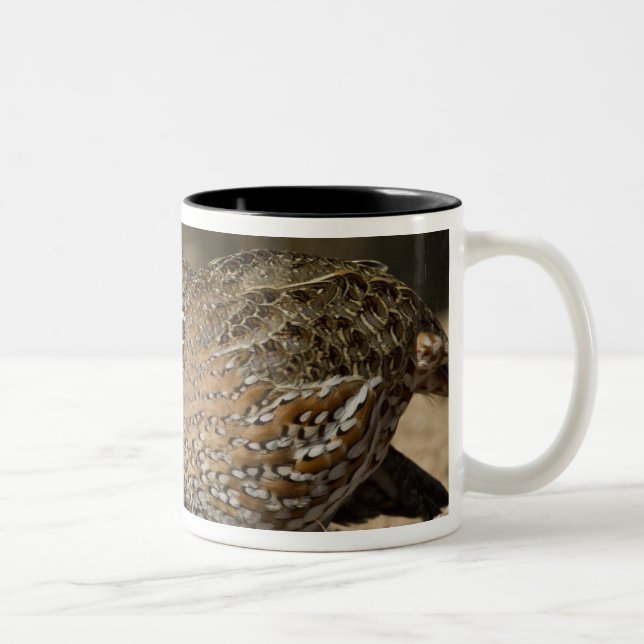 Northern Bobwhite quail babies at pond for drink Two-Tone Coffee Mug (Right)