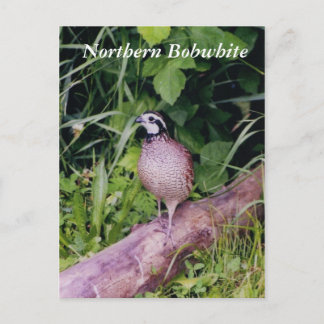 Northern Bobwhite Quail Postcard