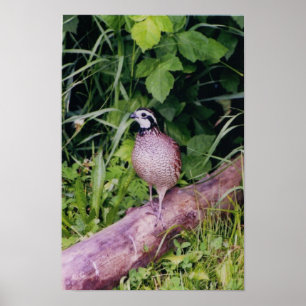 Northern Bobwhite Quail Poster