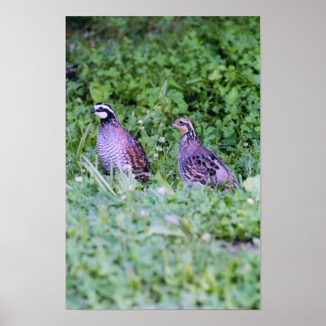 Northern Bobwhite Quail Poster (Front)