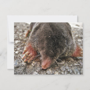 Northern Broadfoot Mole Postcard