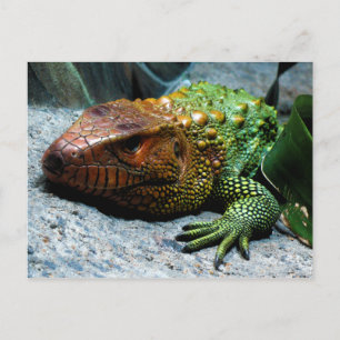 Northern Caiman Lizard Dracaena Guianensis Postcard