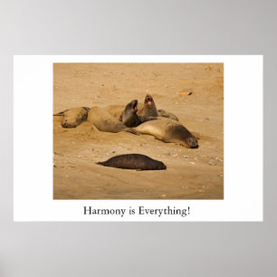 Northern California elephant seals Poster