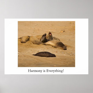 Northern California elephant seals Poster