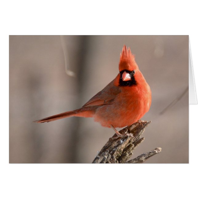 Northern Cardinal (Front Horizontal)
