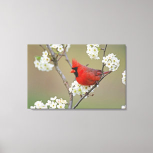 Northern Cardinal Canvas Print