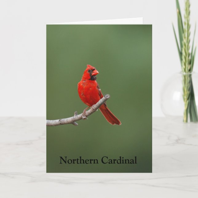 Northern Cardinal  Card (Front)