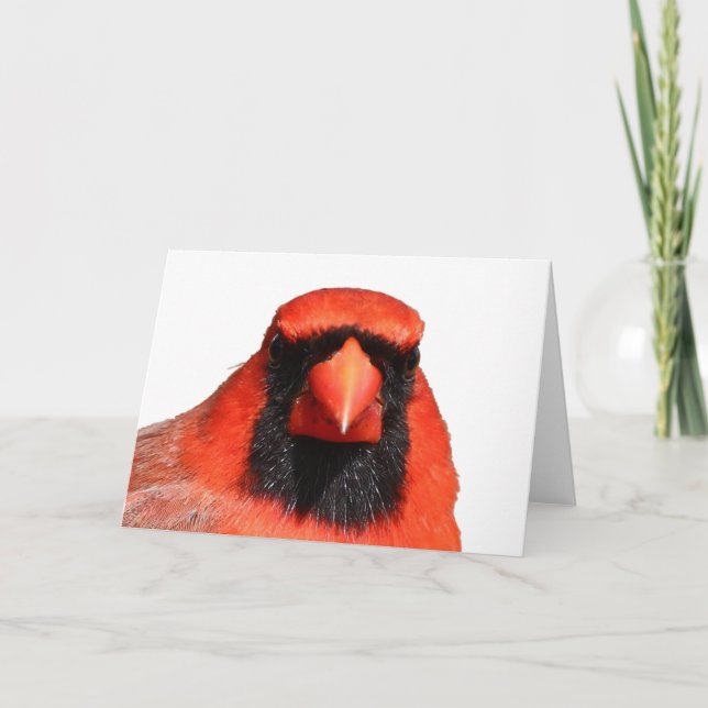 Northern Cardinal Card (Front)