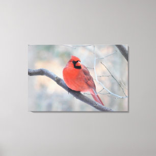 Northern Cardinal (Cardinal Creek) Wrapped Canvas