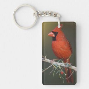 Northern Cardinal, Cardinalis cardinalis, male Key Ring