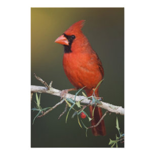 Northern Cardinal, Cardinalis cardinalis, male Photo Print
