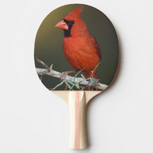 Northern Cardinal, Cardinalis cardinalis, male Ping Pong Paddle