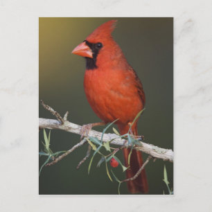Northern Cardinal, Cardinalis cardinalis, male Postcard