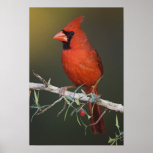 Northern Cardinal, Cardinalis cardinalis, male Poster