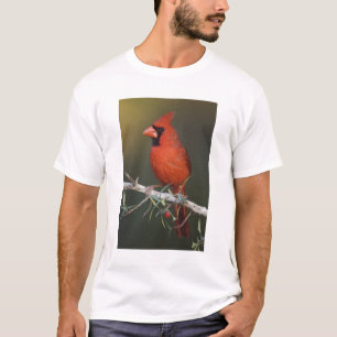 Northern Cardinal, Cardinalis cardinalis, male T-Shirt