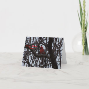 Northern Cardinal, Cheer, Cheer, Cheer Card
