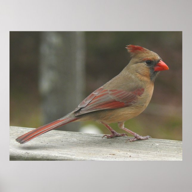 Northern Cardinal Female Bird Poster (Front)