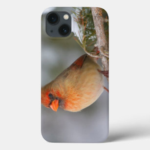 Northern Cardinal female in spruce tree in winter iPhone 13 Case
