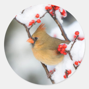 Northern Cardinal female on Common Winterberry Classic Round Sticker