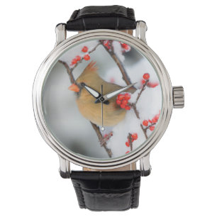 Northern Cardinal female on Common Winterberry Watch