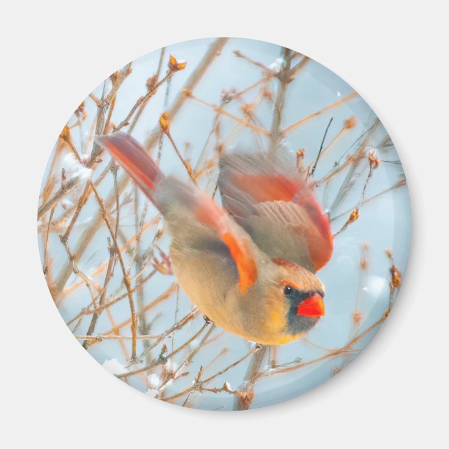 Northern Cardinal Flying - Original Photograph Magnet (Front)