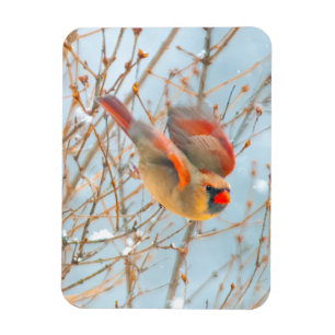 Northern Cardinal Flying - Original Photograph Magnet
