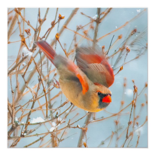 Northern Cardinal Flying - Original Photograph Poster (Front)