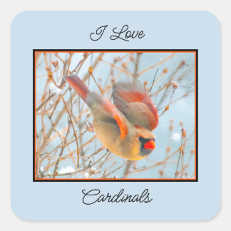 Northern Cardinal Flying - Original Photograph Square Sticker
