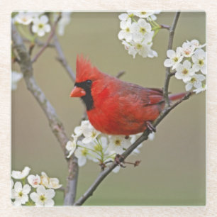 Northern Cardinal Glass Coaster