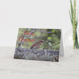 Northern cardinal holiday card