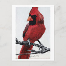 Northern Cardinal