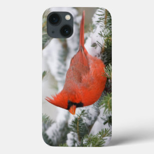 Northern Cardinal in Balsam fir tree in winter Case-Mate iPhone Case