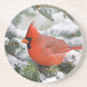 Northern Cardinal in Balsam fir tree in winter Coaster