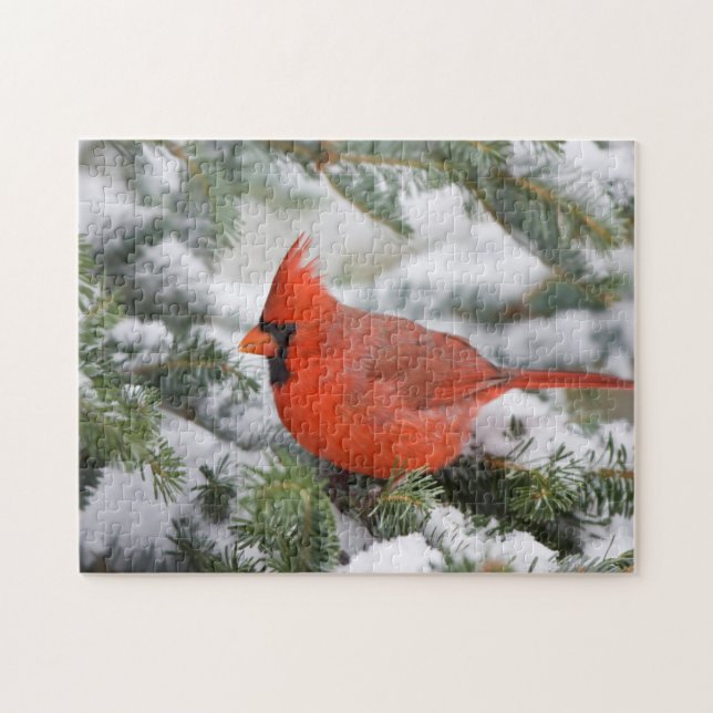 Northern Cardinal in Balsam fir tree in winter Jigsaw Puzzle (Horizontal)