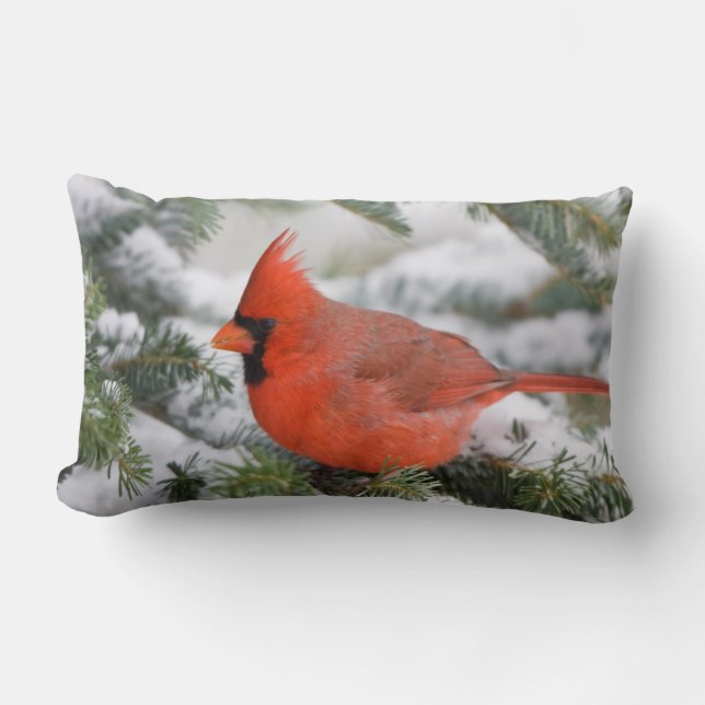 Northern Cardinal in Balsam fir tree in winter Lumbar Cushion (Front)